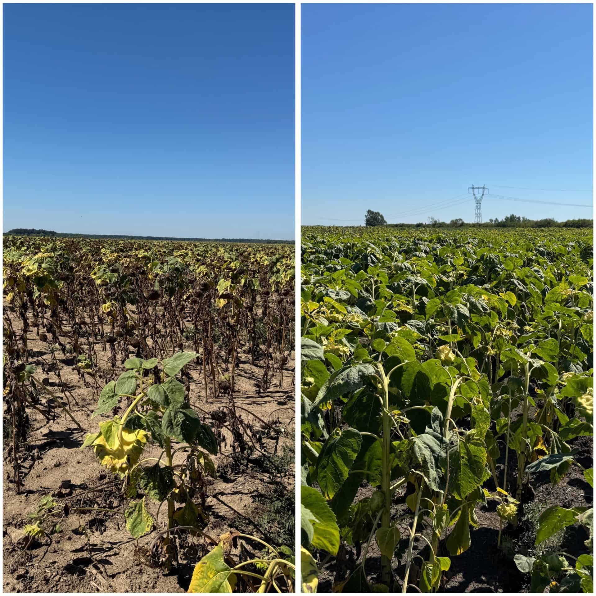 Câmp cu floarea-soarelui uscată și verde sub cer albastru.