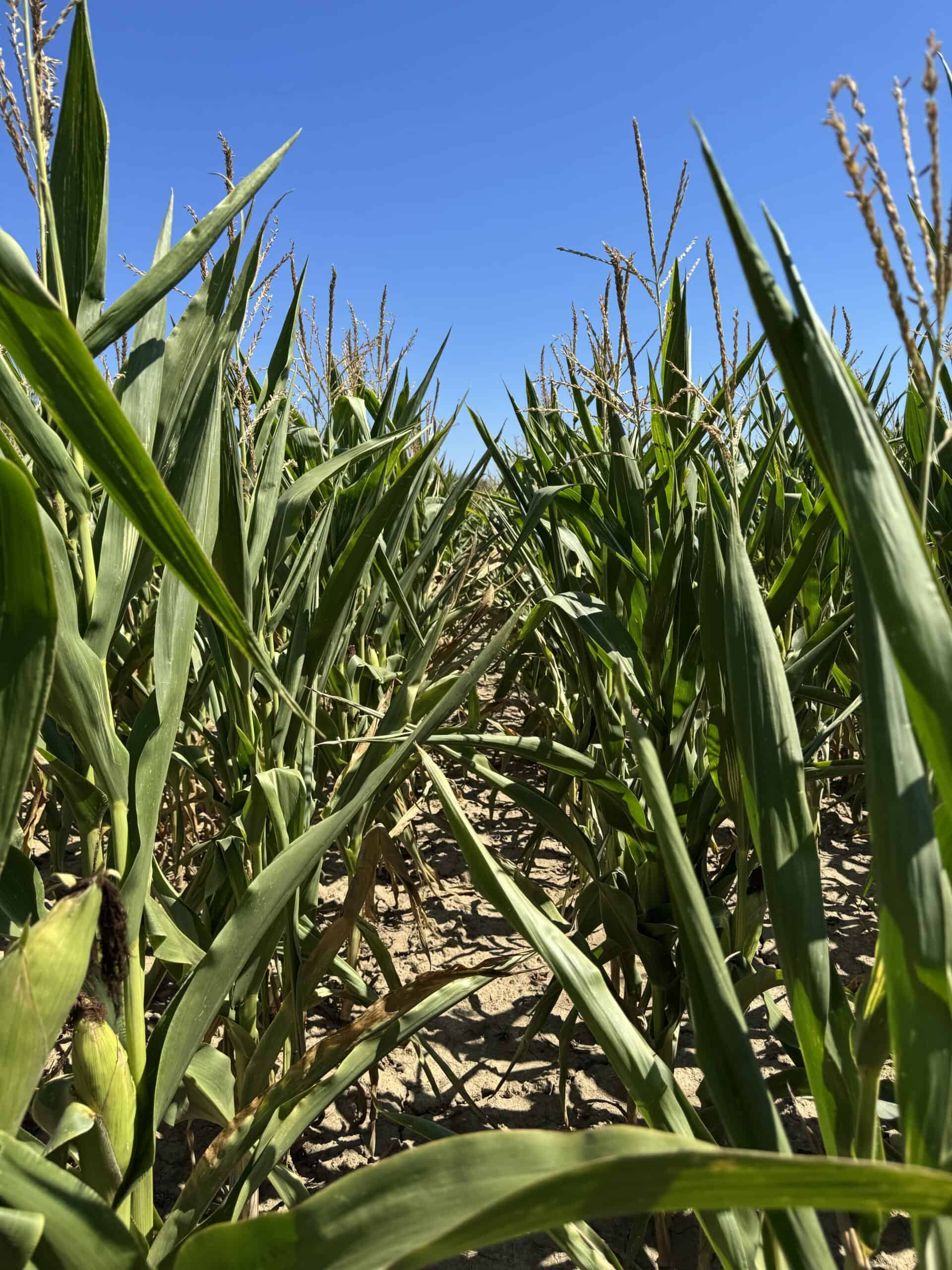 Lan de porumb sub cer albastru, vreme însorită.