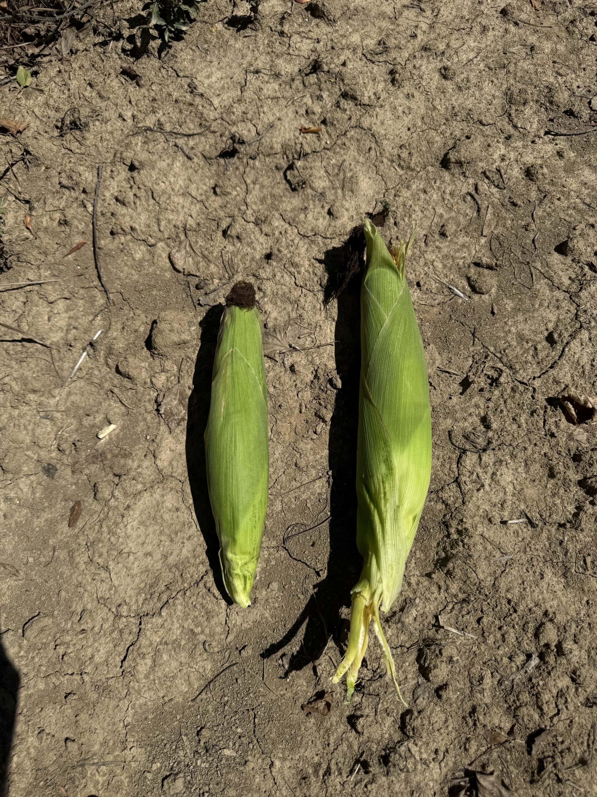 Două știuleți de porumb pe pământ uscat.