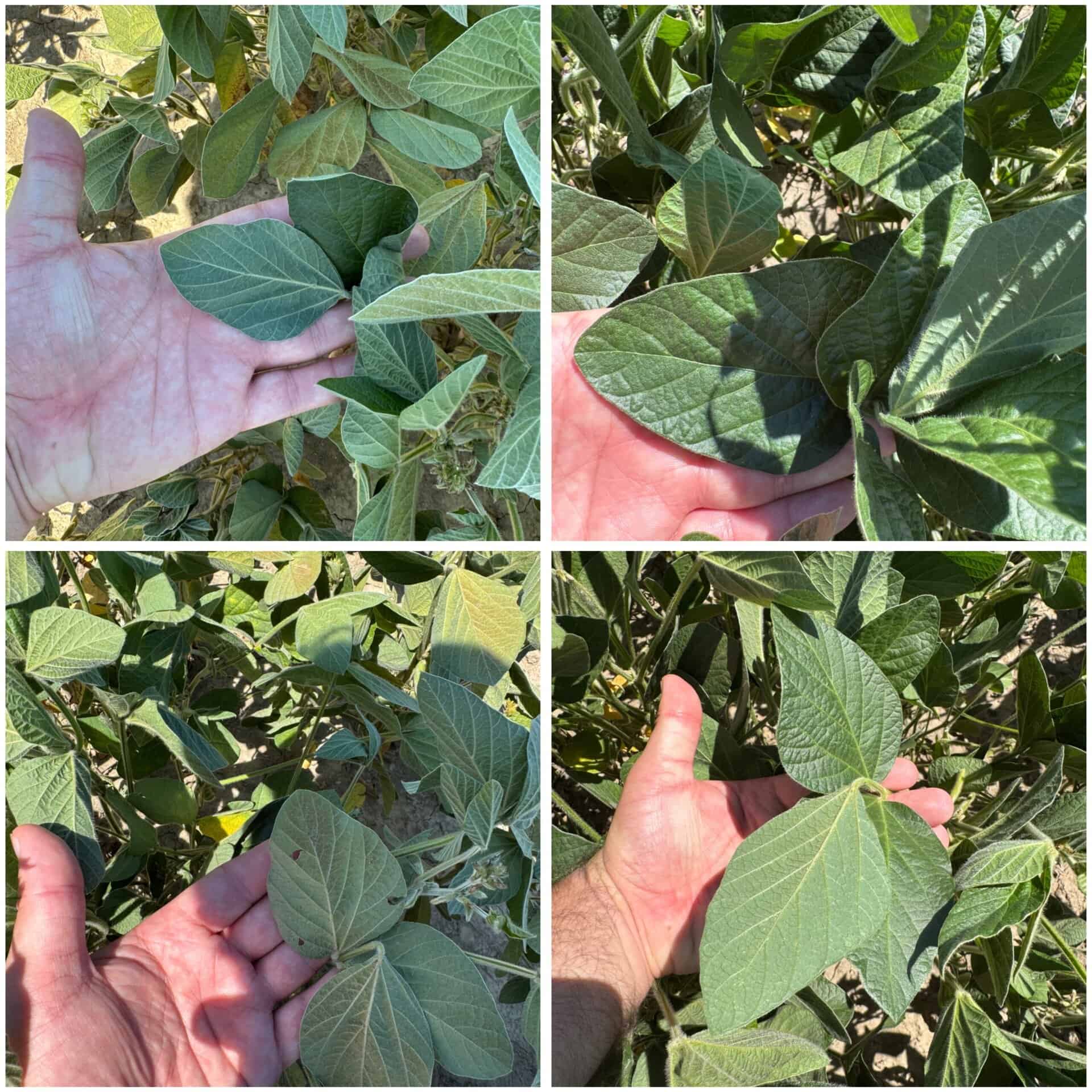 Frunze verzi de soia ținute în mână la fermă.