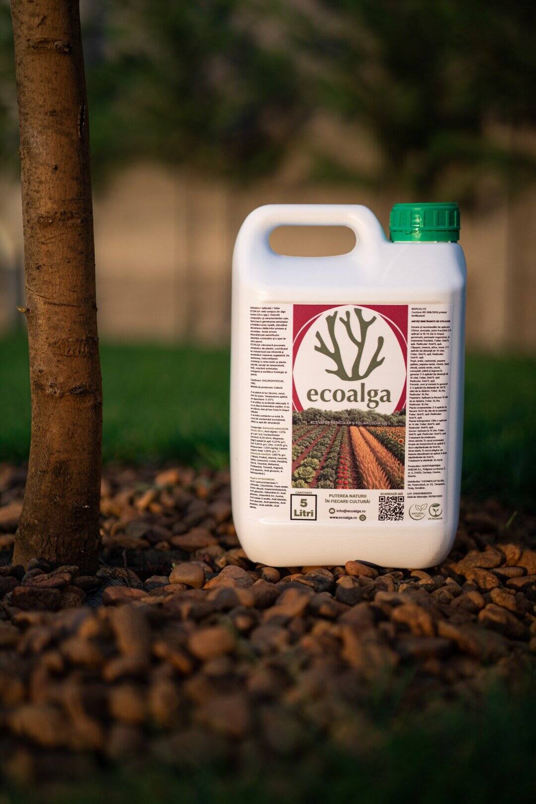 Recipient Ecoalga lângă copac, pe pietriș.