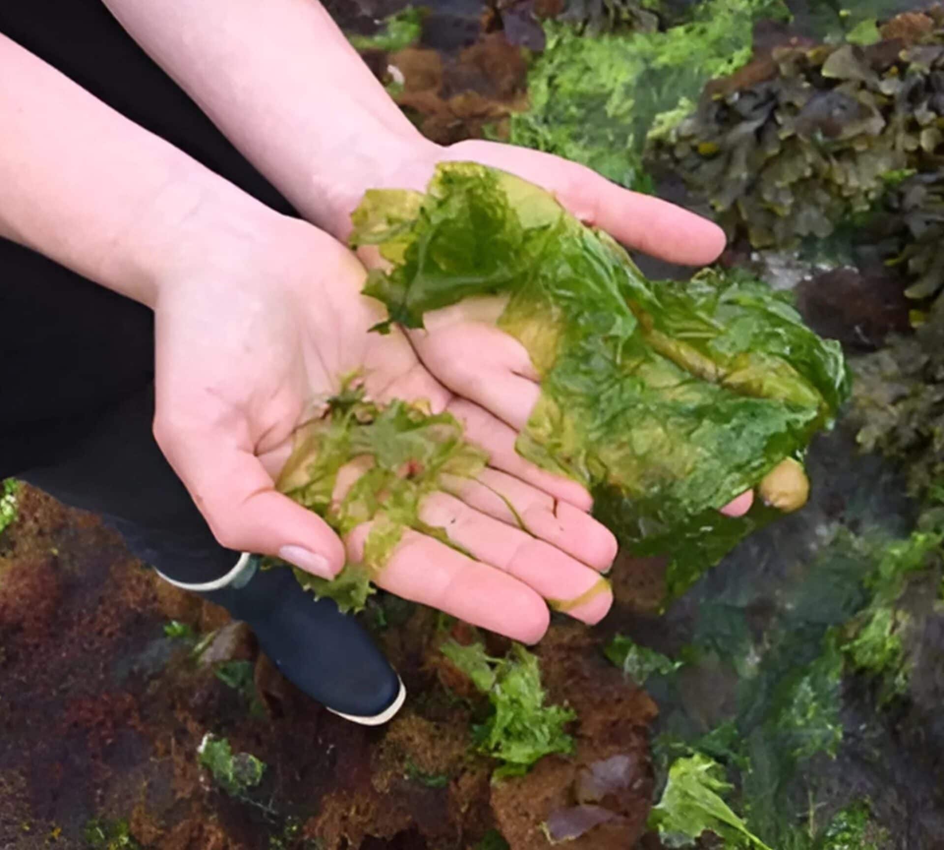 Alge verzi în mâinile unei persoane