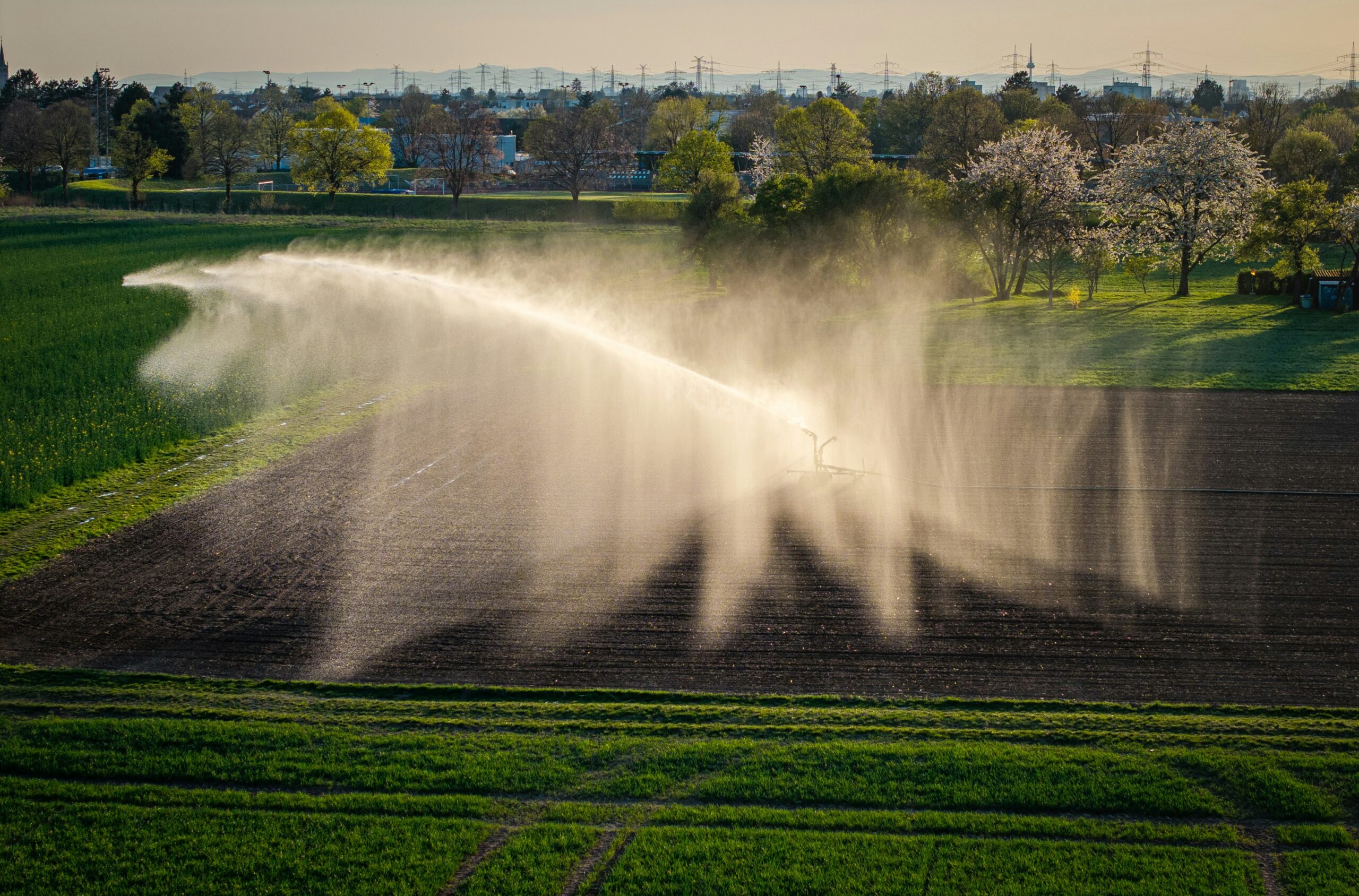 Apă irigații câmp, apus soare, copaci înfloriți.