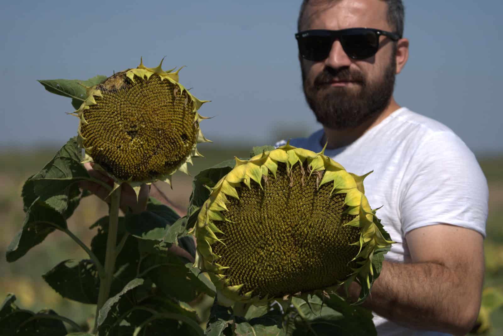 Bărbat ținând floarea-soarelui, câmp în spate
